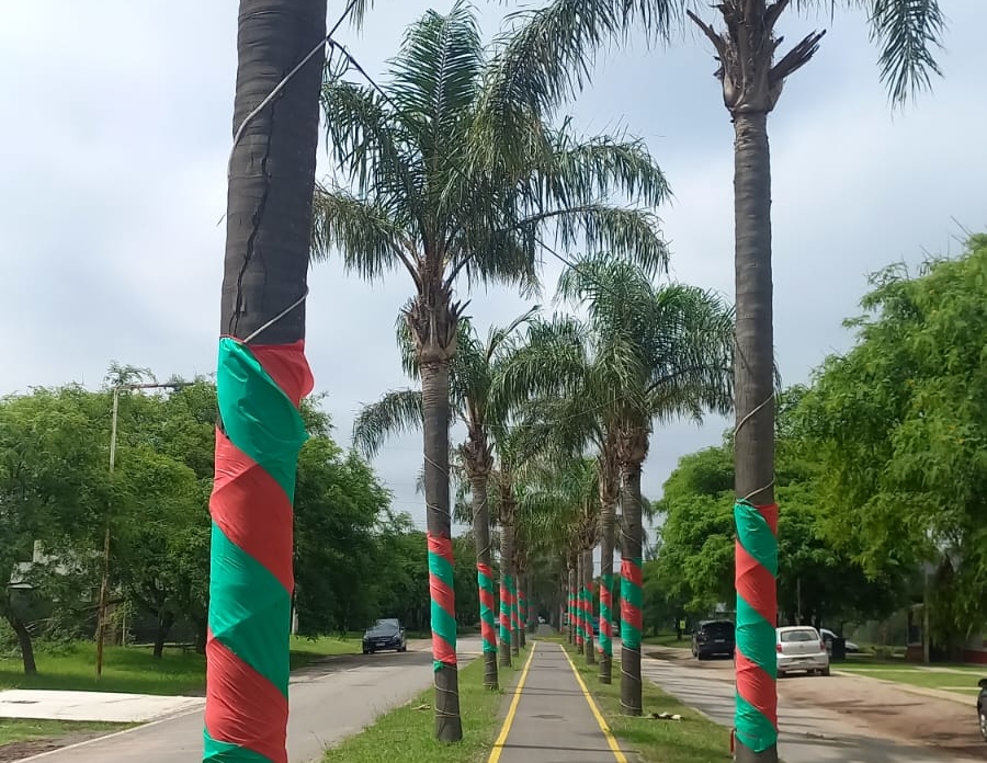Vecinos de Funes City decoraron las palmeras de calle Mitre y plantaron el espíritu navideño en el barrio
